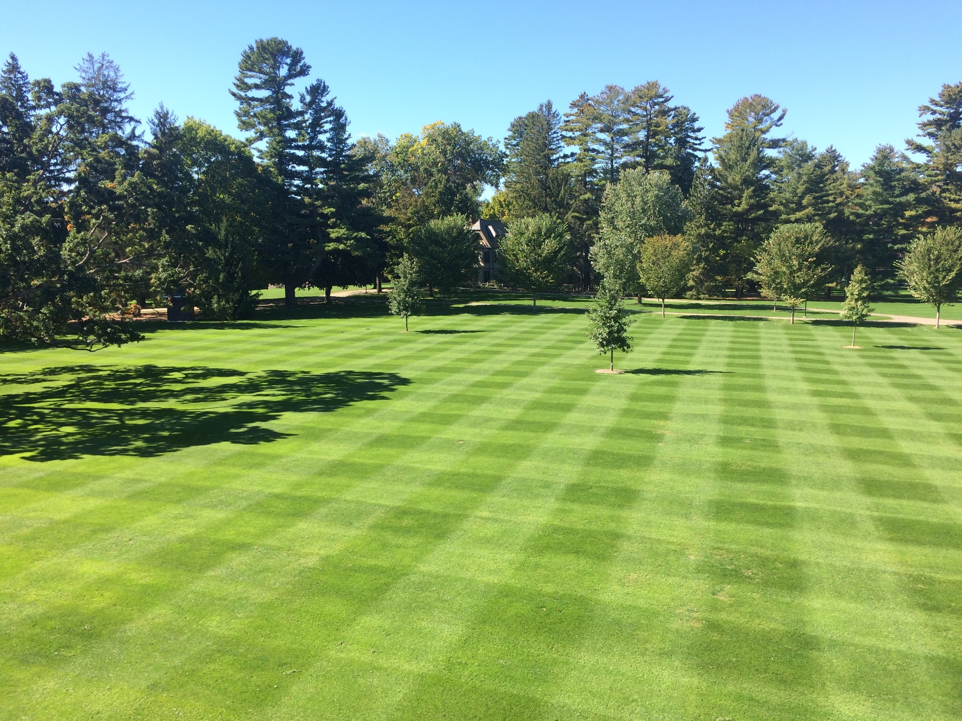 A large green lawn with trees against a blue sky
