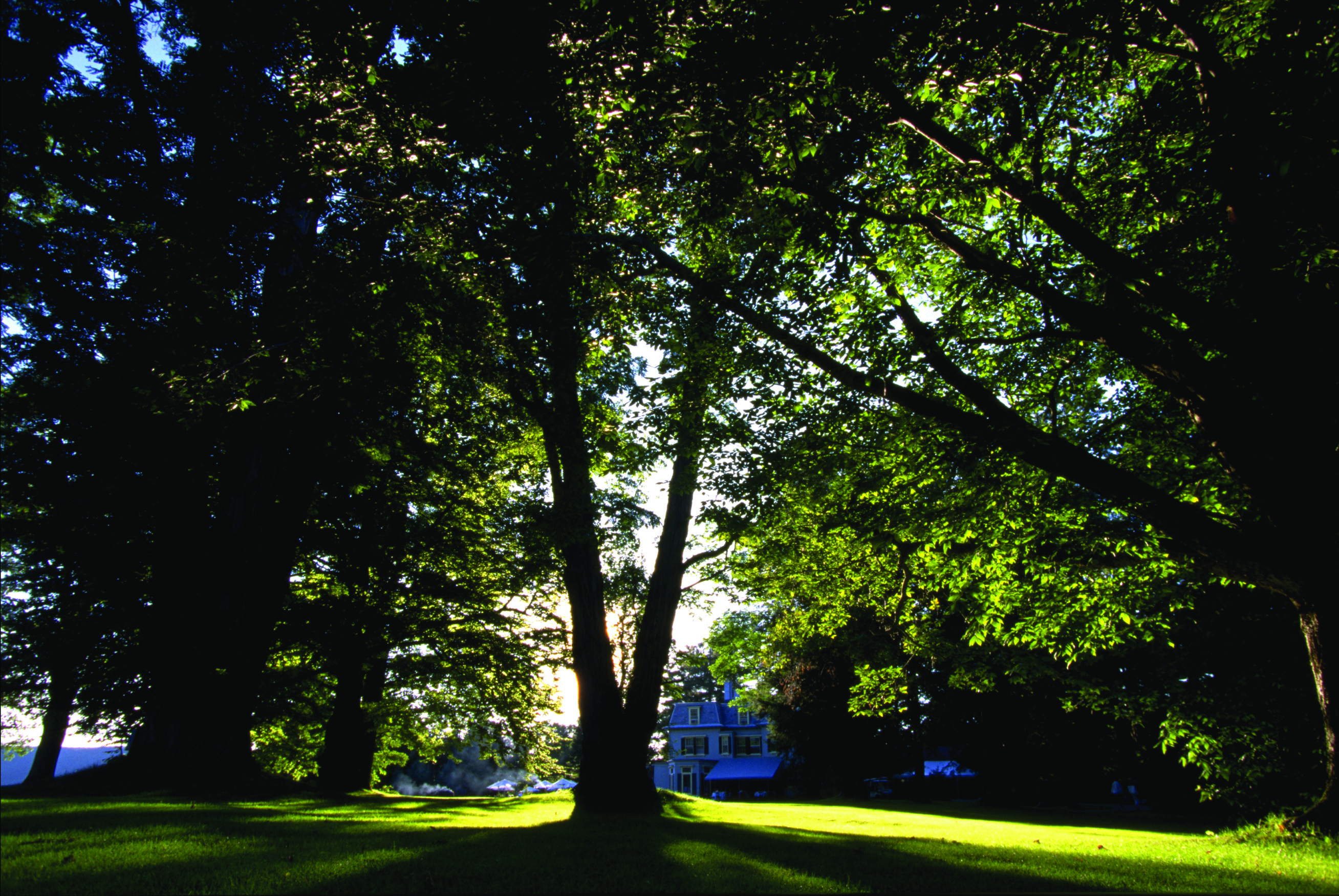 Sunlight shines through tall trees, casting shadows on the Tanglewood grounds
