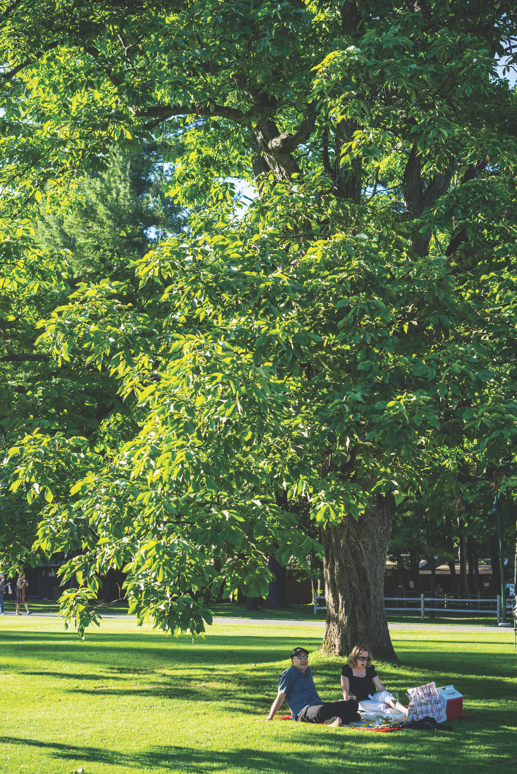 Two people enjoying a picnic under a large tree on the lawn at Tanglewood