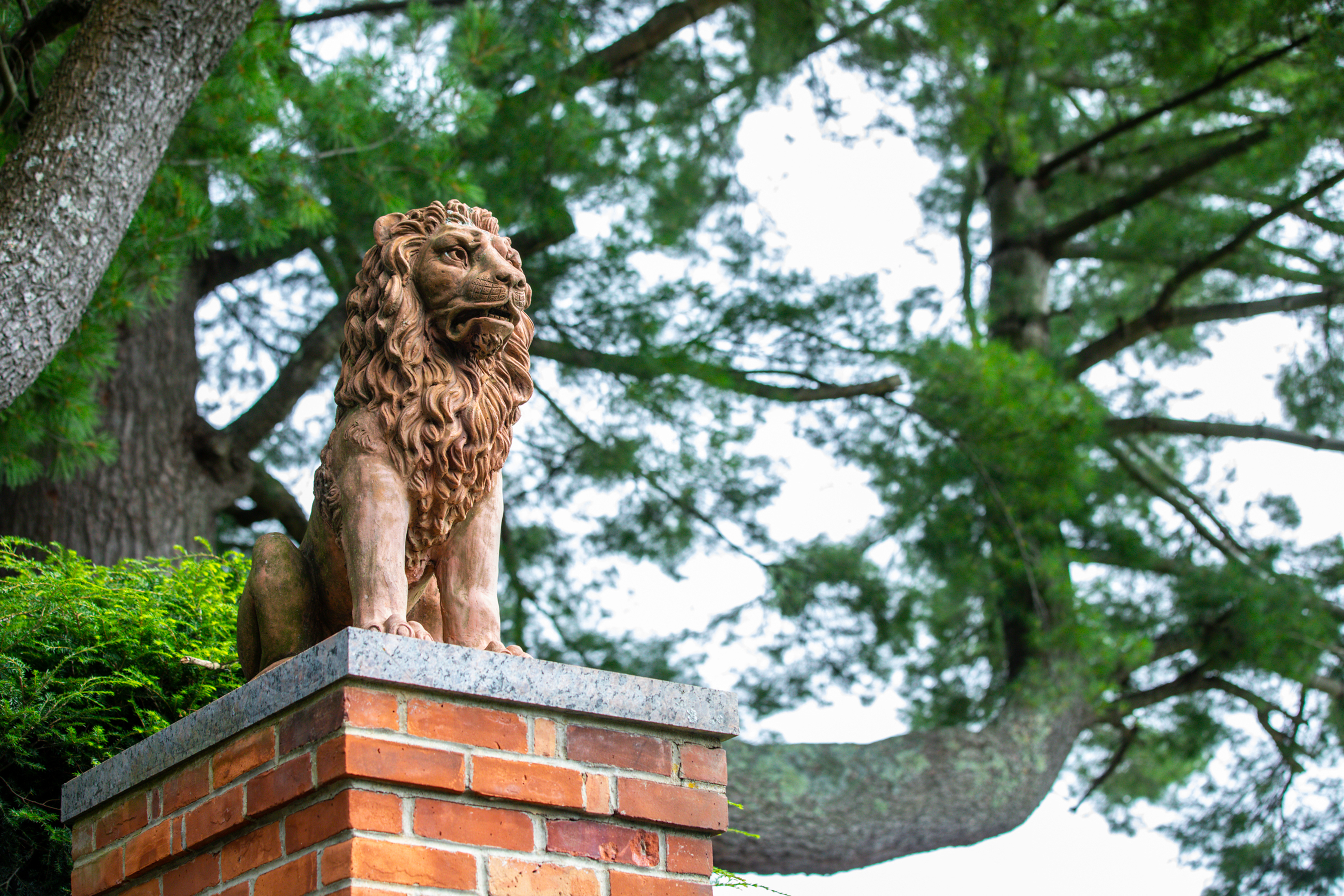 Lion Statue at top of column
