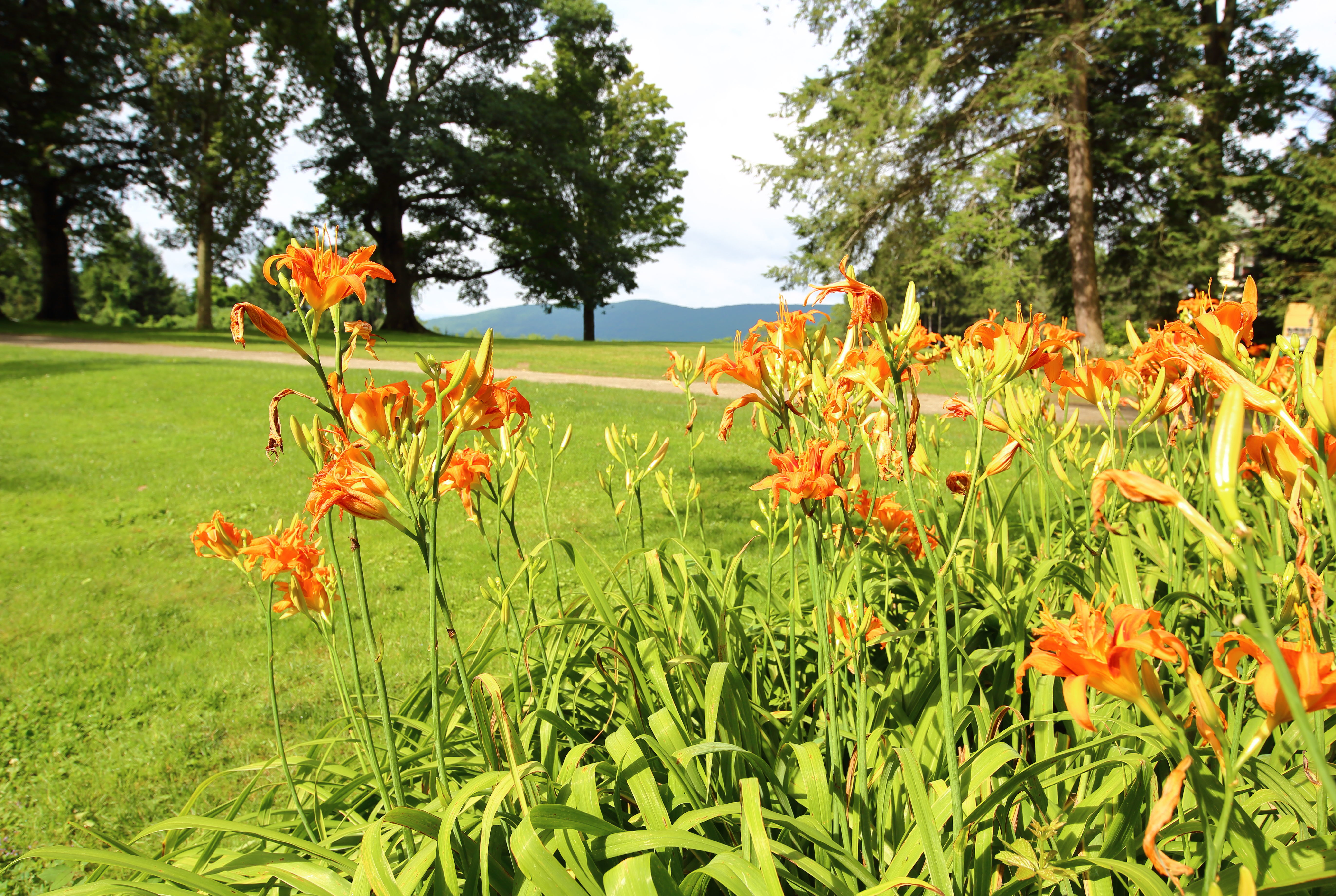 A close-up photo of orange flowers surrounded by green grass and large trees, with hills in the distance