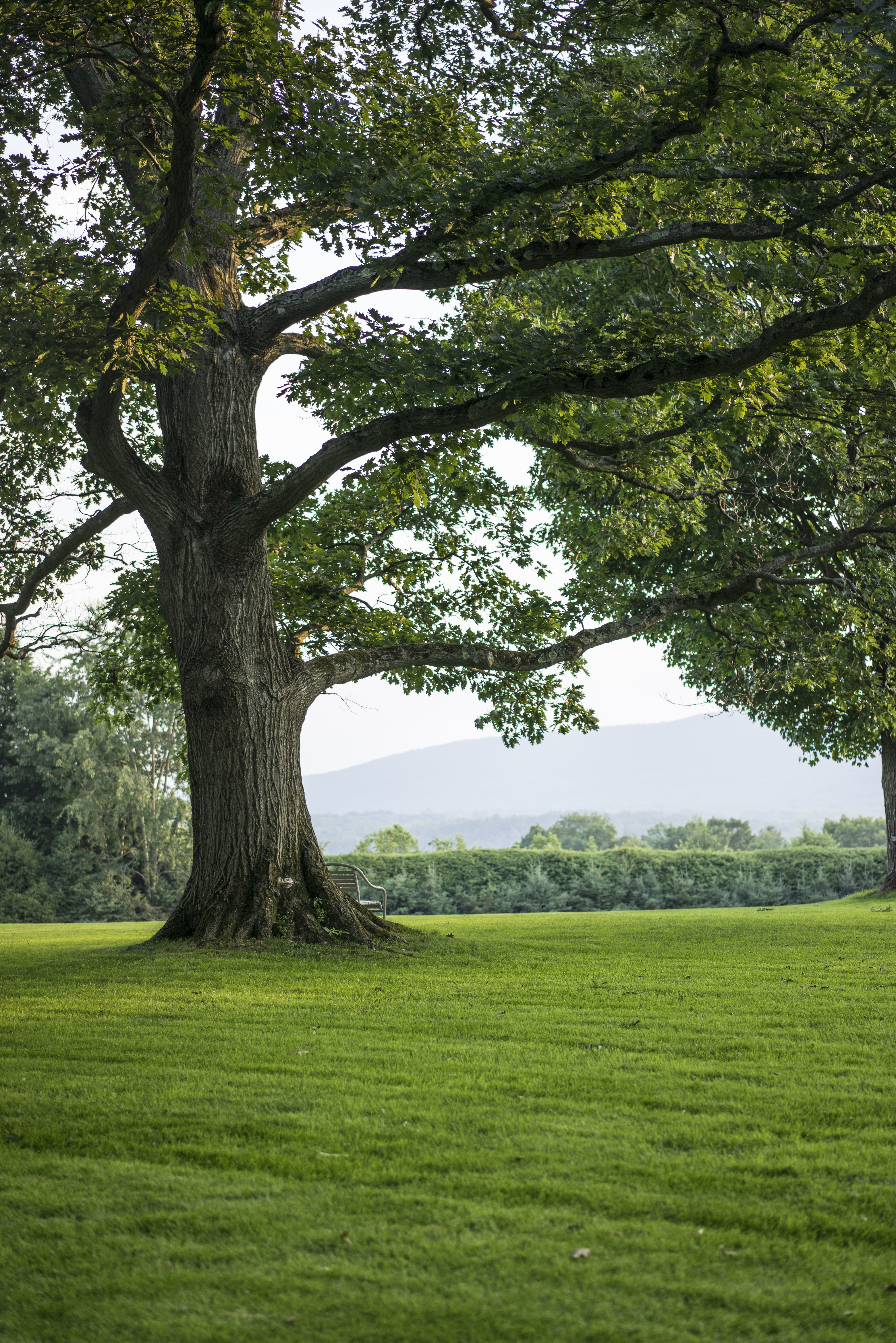 A large tree stands on a grassy lawn, with hills in the distance