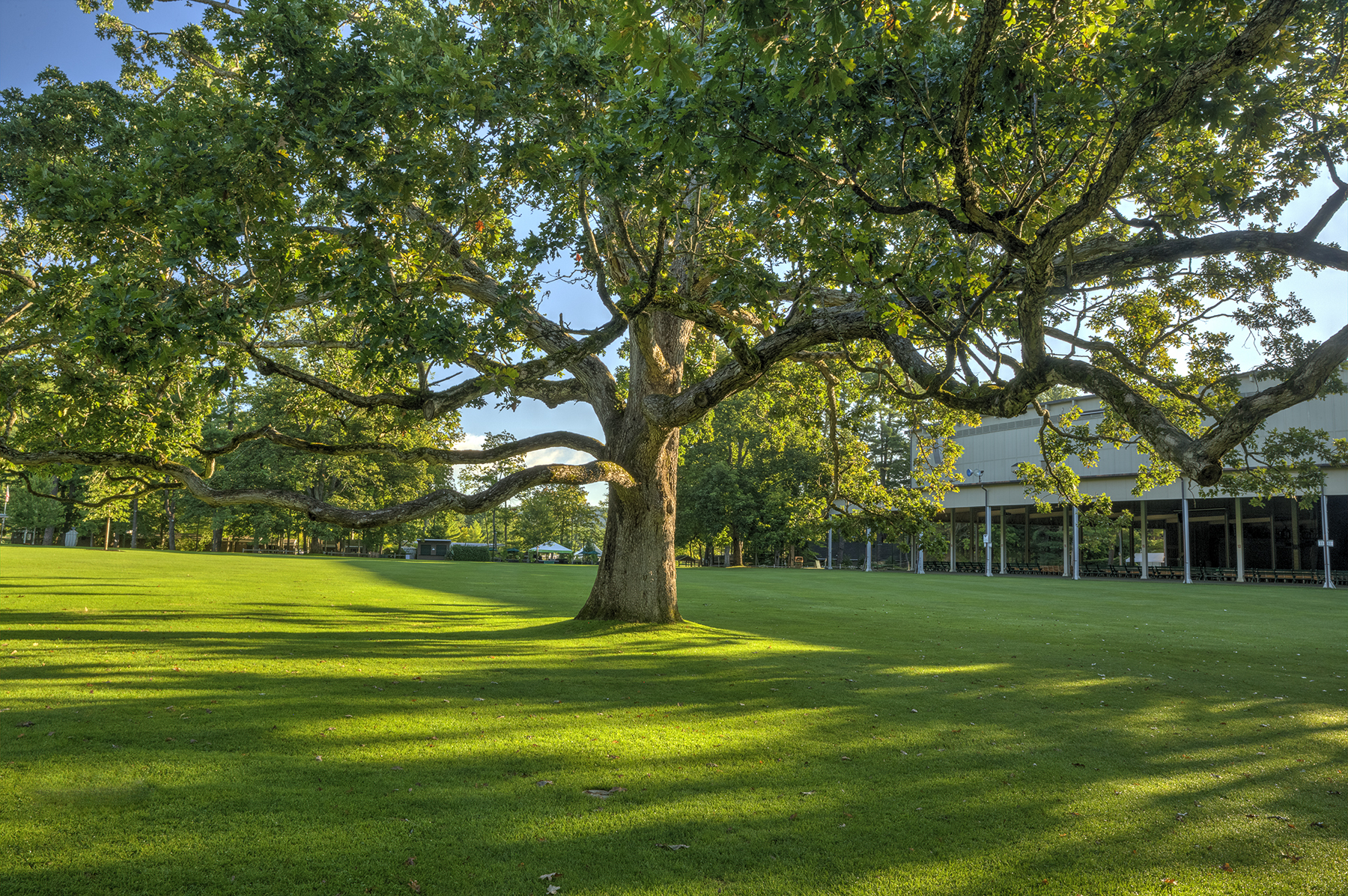 Large tree on the Tanglewood grounds near the Music Shed.