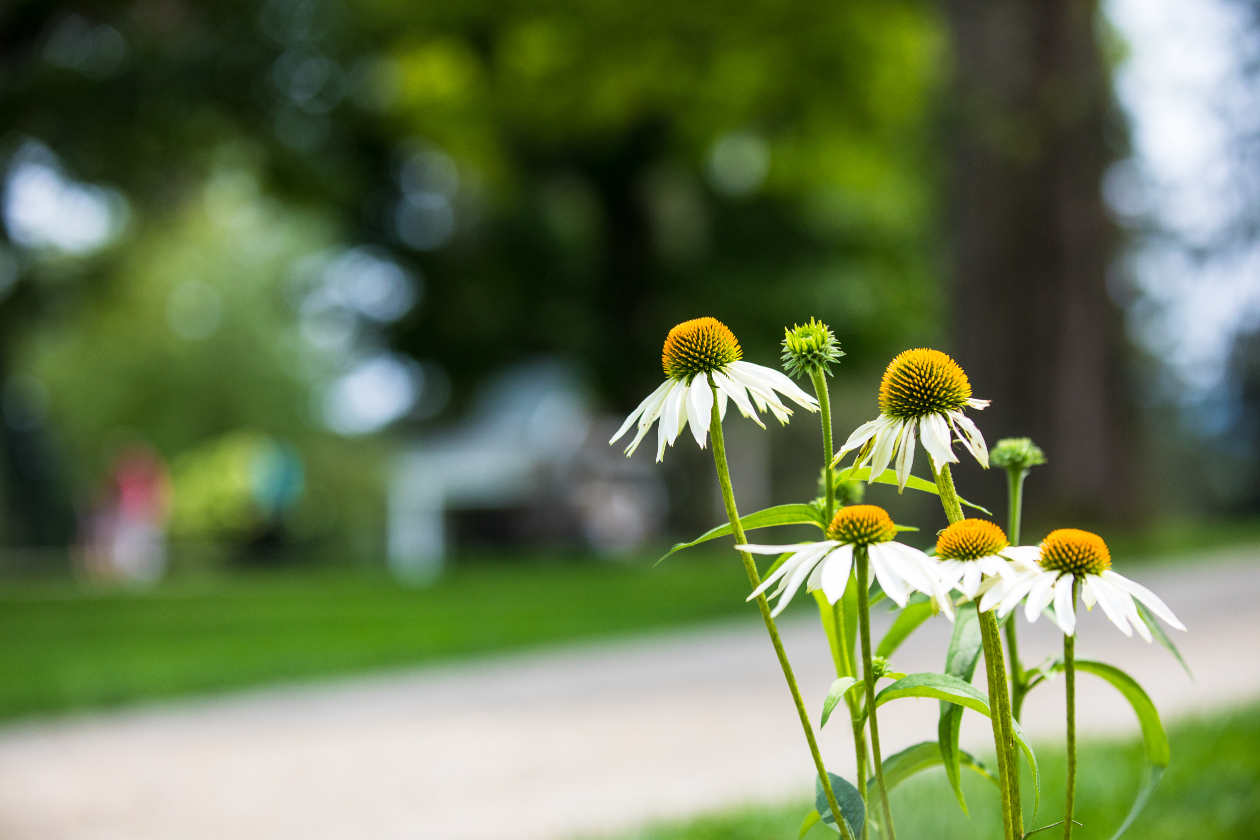 white and yellow daisy-like flowers on the grounds at Tanglewood
