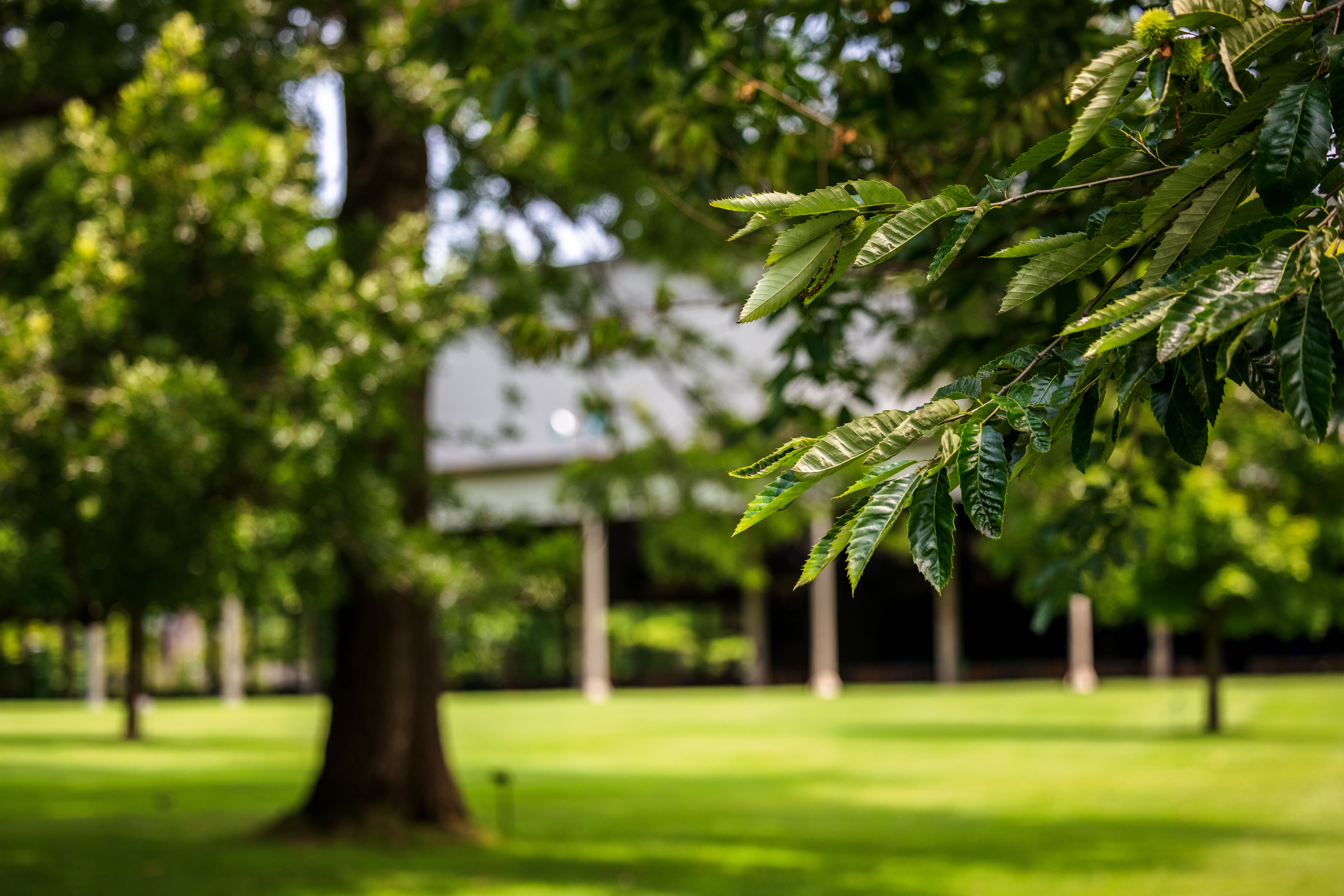 close up of leaves on trees on the Tanglewood grounds